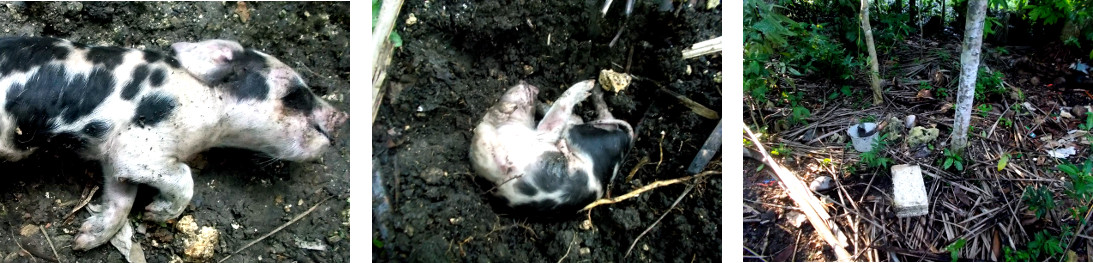Images of dead tropical backyard
          piglet being buried