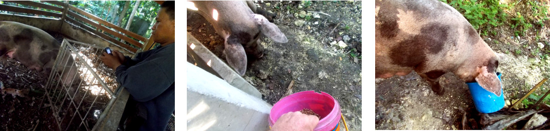 Images of tropical backyard sow
          being distracted by food while piglets teeth are cut