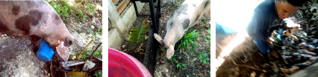 Images of tropical backyard sow
          loose in garden while newborn piglets teeth are cut