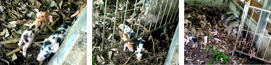 Images of one day old tropical
          backyard piglets