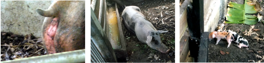 Images of tropical backyard sow with
          newly born piglets