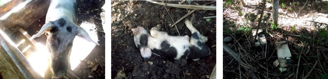 Images of dead tropical backyard
        piglet