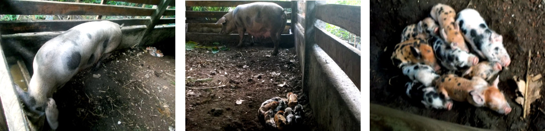 Images of sow and three day old
            tropical backyard piglets