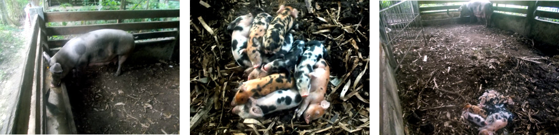 Imags of sleeping tropical
            backyard piglets with mother
