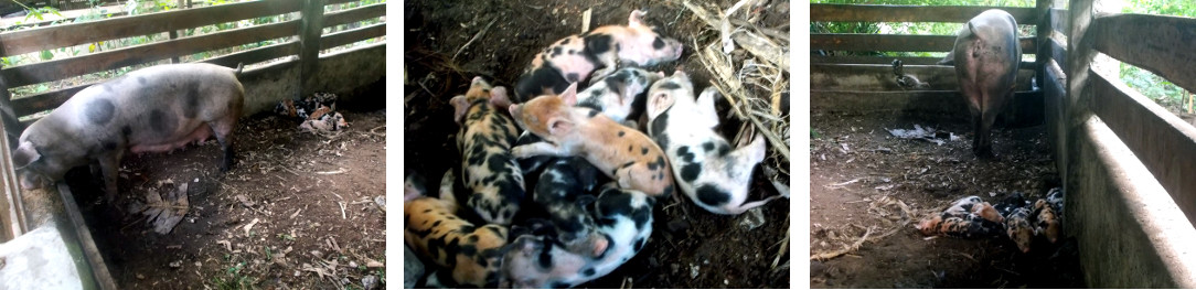 Images of tropical backyard piglets sleeping