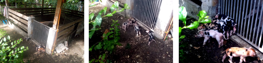 Images of tropical backyard pigs exploring
                outside their pen