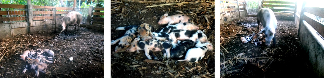 Images of tropical backyard sow with
        one week old piglets