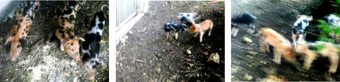 Imags of one week old tropical backyard piglets
        exploring the garden