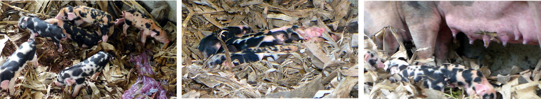 Images of newnorn tropical backyard
        piglets