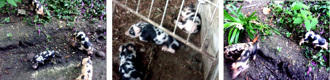 Images of 12 day old tropical backyard piglets
