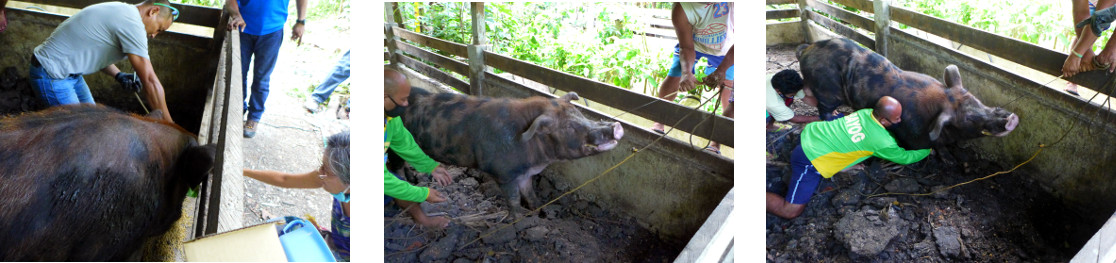 Images of men trying to catch a large
        tropical backyard boar