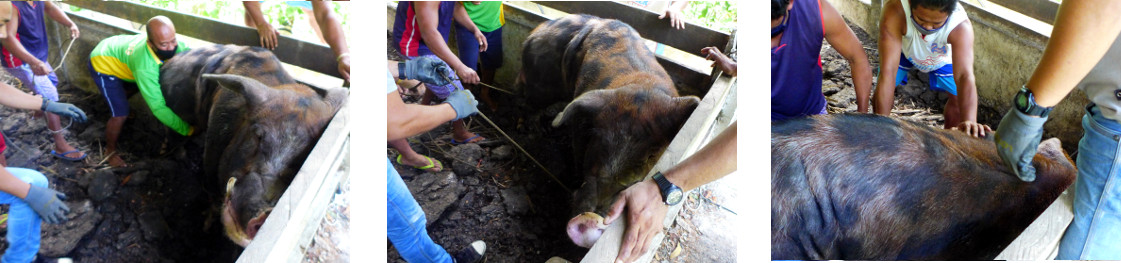Images of men tieing up a tropical
        backyard boar