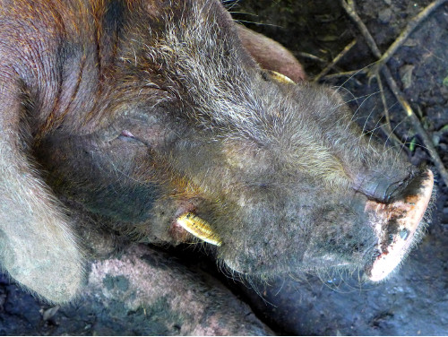 Image of tropical backyard boar before
        having tusks trimmed