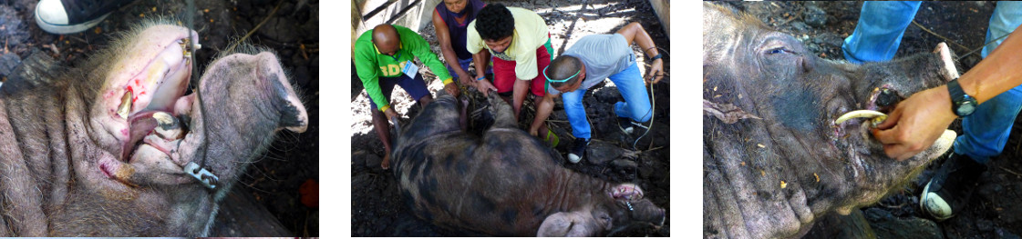 Images of turning over a hog tied
        tropical backyard boar to cut its tusk