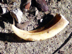 Image of a recently removed tropical backyard Boar's
          tusk