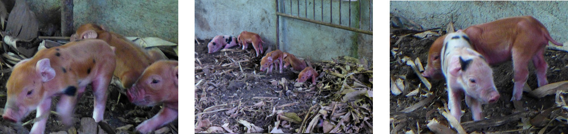 Images of tropical backyard piglets
        born in the night
