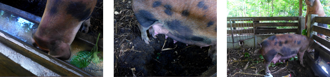 Images of tropical backyard sow after giving birth in
        the night