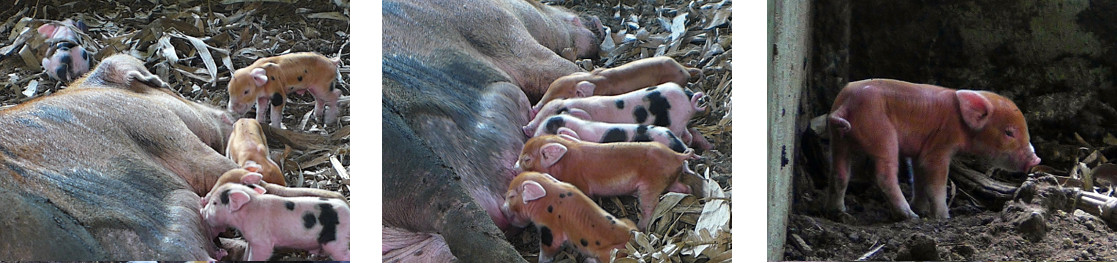 Images of newborn tropical backyard piglets suckling