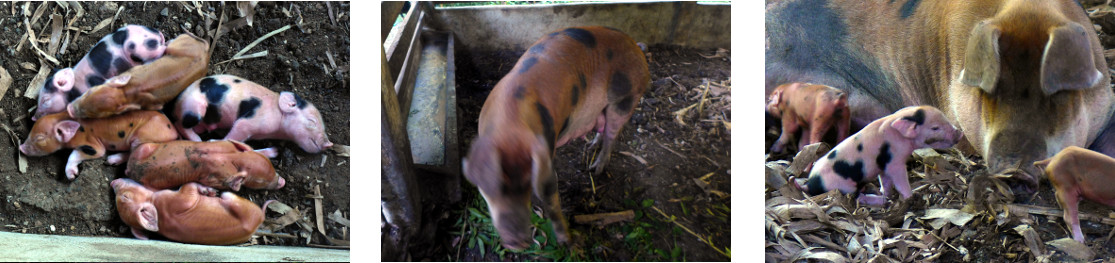 Images of one day old tropical backyard piglets with
          mother