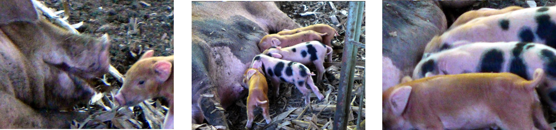 Images of newly born tropical backyard piglets