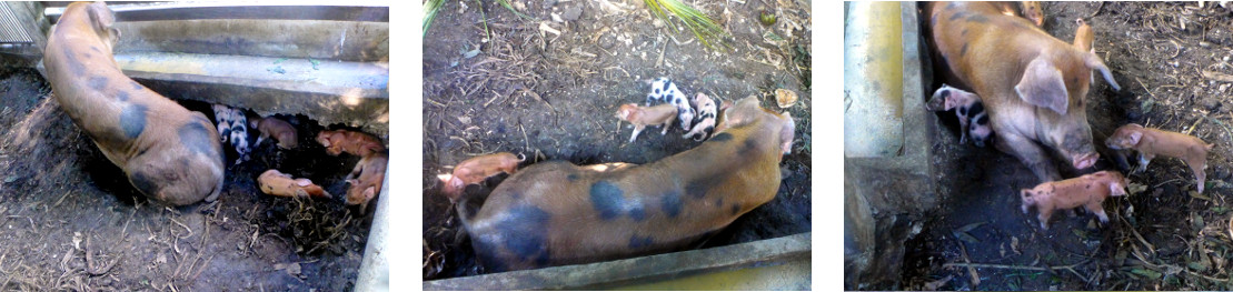Images of tropical backyard sow playing with young
          piglets