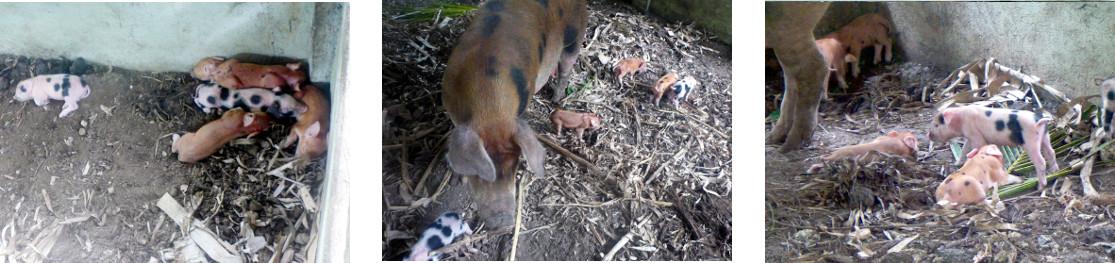 Images of tropical backyard piglets in the early
          morning