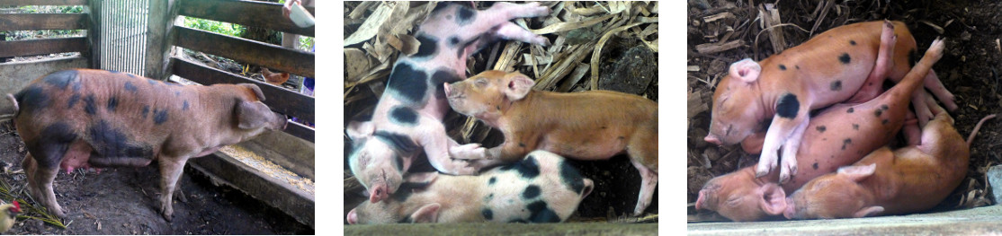 Images of recently born tropical
        backyard piglets