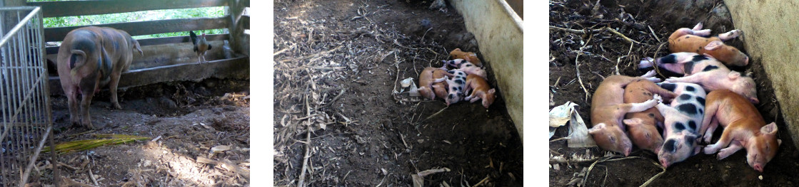 Images of recently born tropical backyard piglets