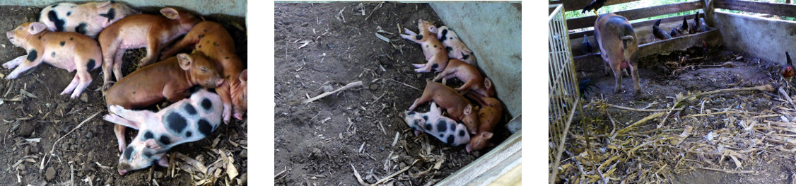 Images of
            nearly one week old tropical backyard piglets