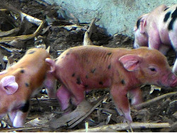 Image of newly born tropical backyard
        piglets