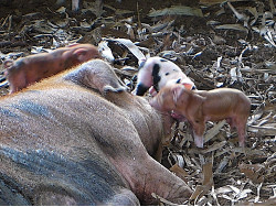 Image of newly born tropical backyard piglets