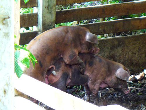 Images of pigs mating
