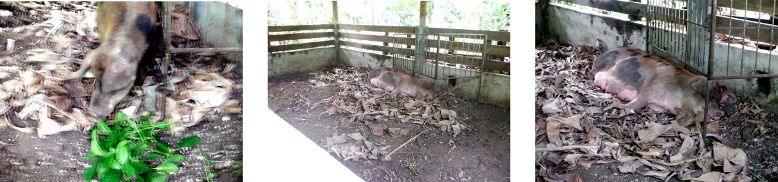 Images of tropical backyard sow making
        a nest