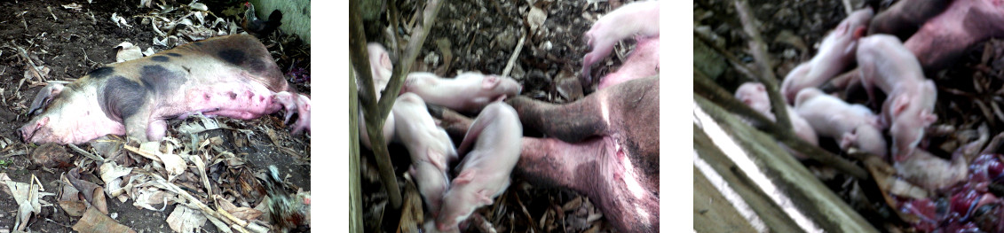 Images of exhausted tropical
            backyard sow nursing her piglets