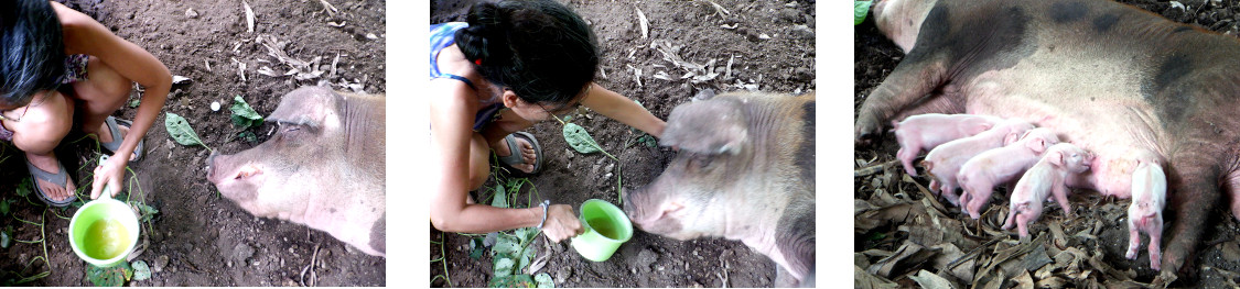 Images of trying to refresh exhausted tropical
                backyard sow after farrowing the night before