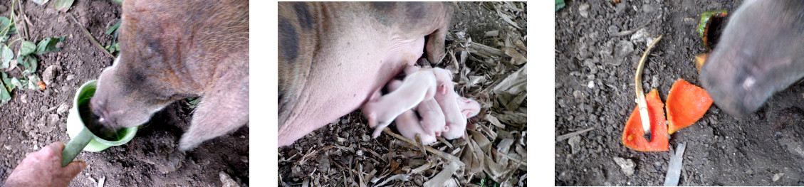 Images of tropical backyard sow recovering from
                exhaustion after farrowing the night before