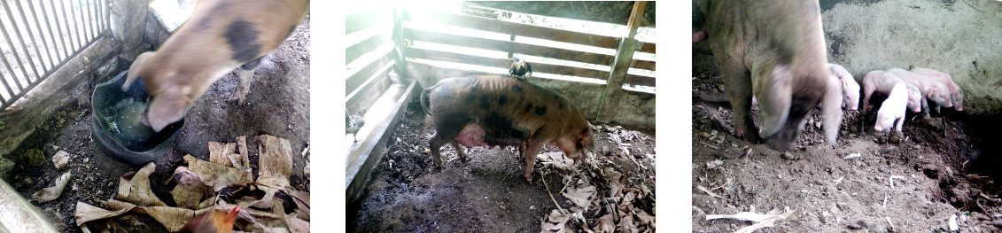 Images of tropical backyard sow recovering
                    from farrowing recently