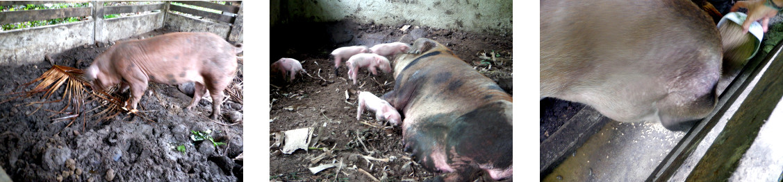 Images of tropical backyard sow
                  recovering after farrowing recently