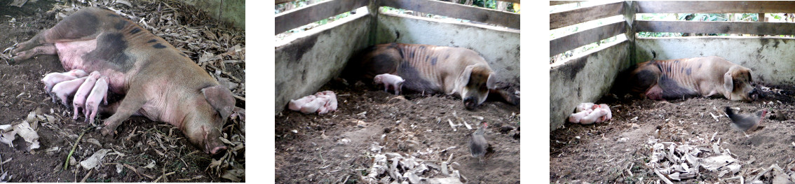 Images of trpical backyard sow with piglets