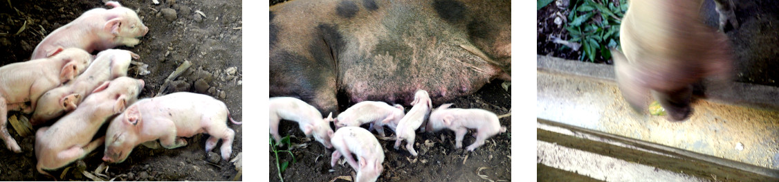 Images of tropical backyard sow with piglets