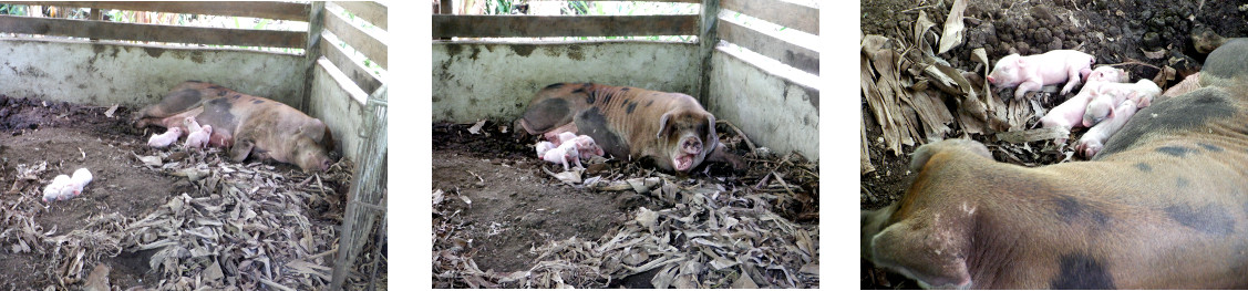 Images of tropical backyard sow
            and piglets