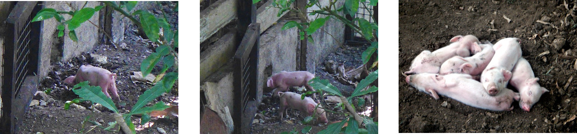 Images of tropical backyard piglets