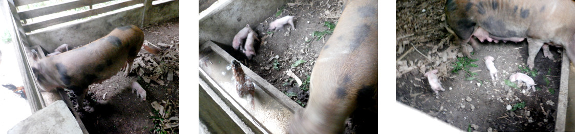 Images of tropical backyard sow
              with young piglets
