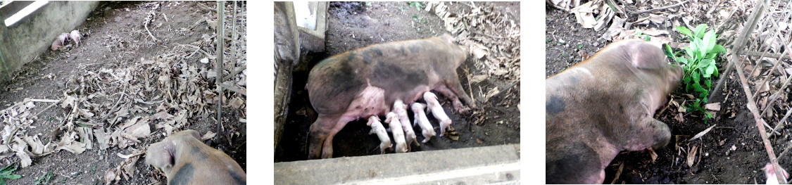 Images of tropical backyard sow a
            few days after farrowing