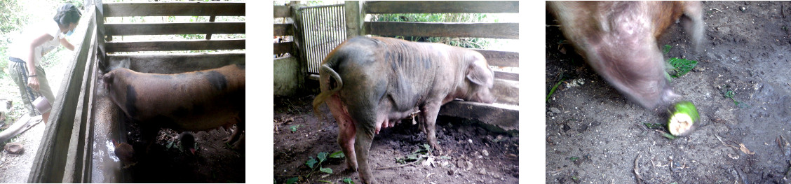 Images of recently farrowed tropical backyard
                sow eating
