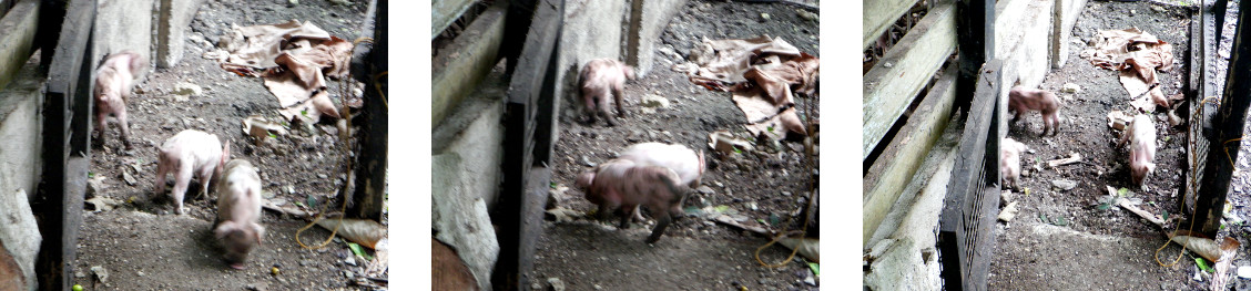Images of tropical backyard piglets exploring
                outside their pen