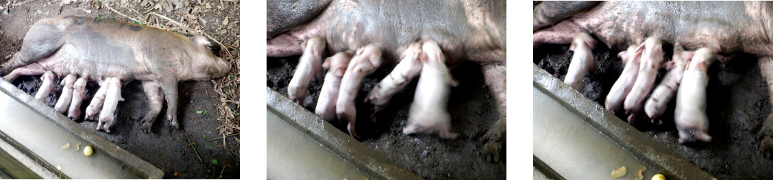 Images of six day old tropical backyard
                piglets being suckled