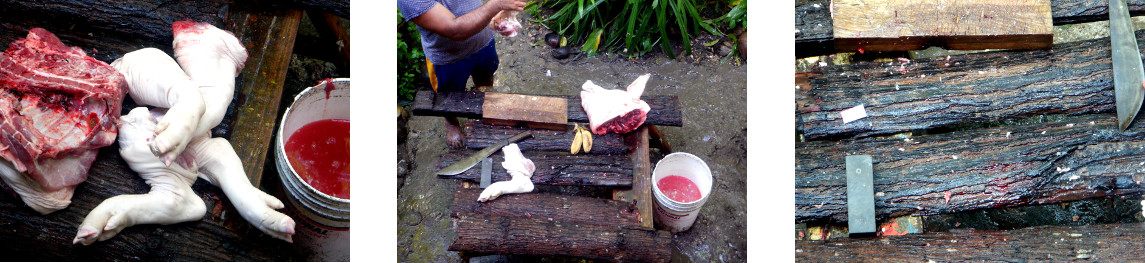 Images of butchering a pig in a
        tropical backyard
