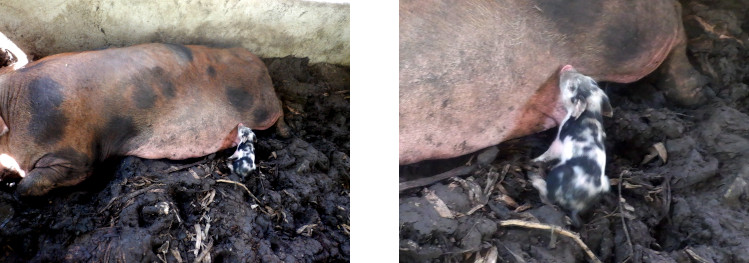 Images of
        exhausted tropical backyard sow with piglet after typhoon Rai