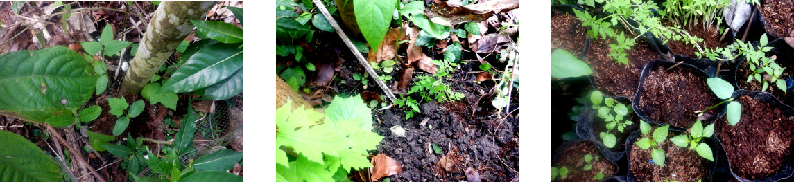Images of
        recently transplanted seedlings in tropical backyard